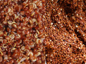 červená quinoa